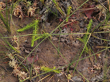 Lycopodiella inundata