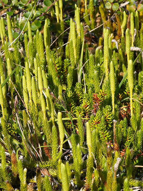 Lycopodium clavatum monostachyon