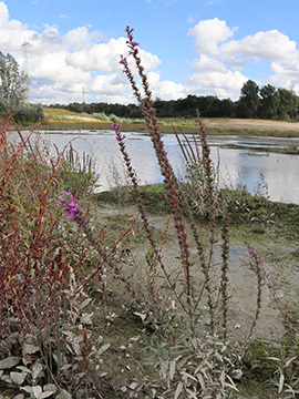 Lythrum salicaria