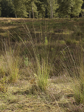 Molinia caerulea