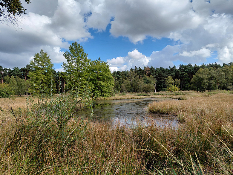 Exkursion 2025-08-30 Brachter Grenzwald