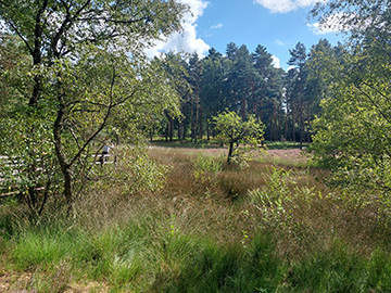 Exkursion 2025-08-30 Brachter Grenzwald