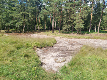 Exkursion 2025-08-30 Brachter Grenzwald