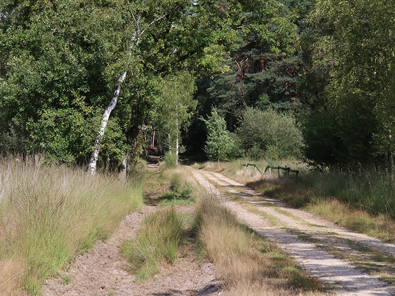 Exkursion 2025-08-30 Brachter Grenzwald