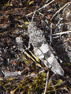 Oedipoda caerulescens