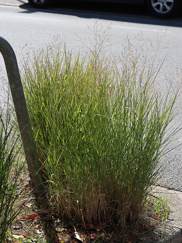 Panicum virgatum
