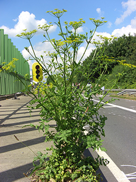 Pastinaca sativa