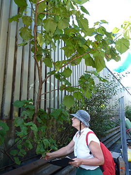 Paulownia tomentosa