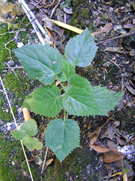 Paulownia tomentosa