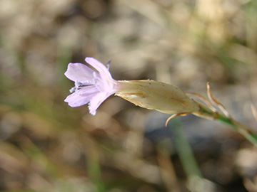 Petrorhagia prolifera