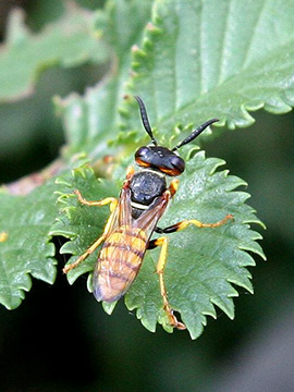 Philanthus triangulum