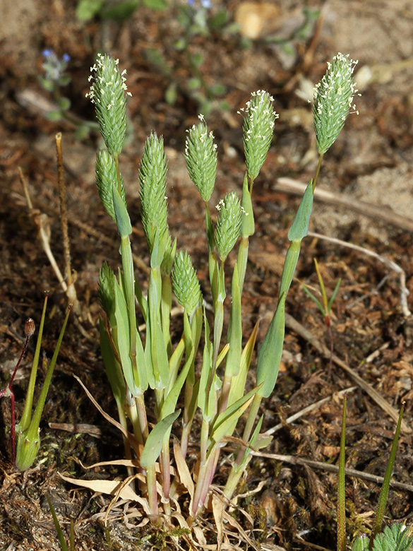 Phleum arenarium