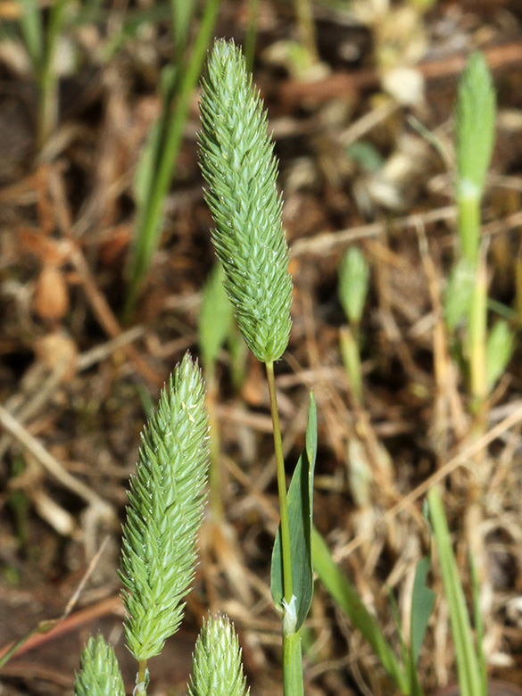 Phleum arenarium