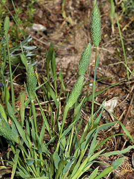 Phleum arenarium