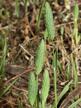 Phleum arenarium
