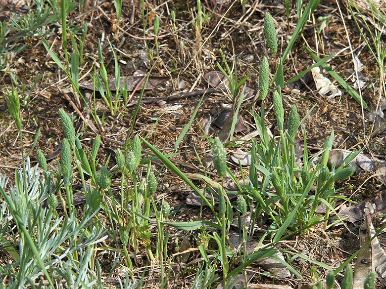 Phleum arenarium