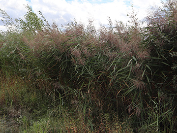 Phragmites communis
