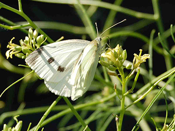 Pieris rapae