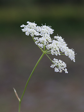 Pimpinella saxifraga