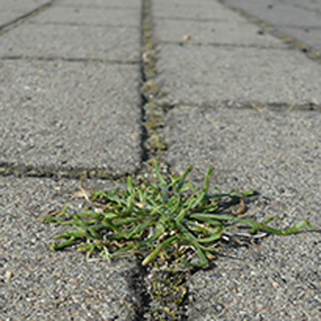 Plantago coronopus - Krähenfuß-Wegerich