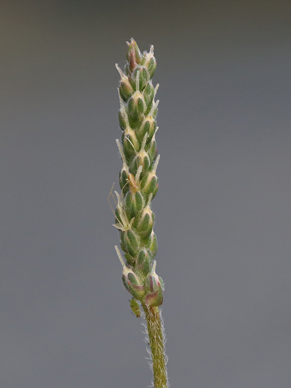 Plantago coronopus