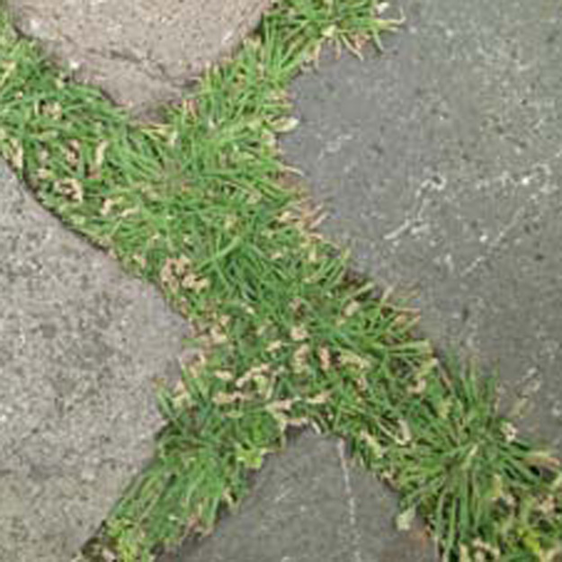 Plantago coronopus - Krähenfuß-Wegerich