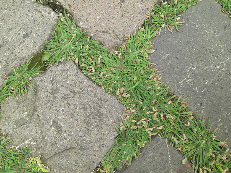 Plantago coronopus