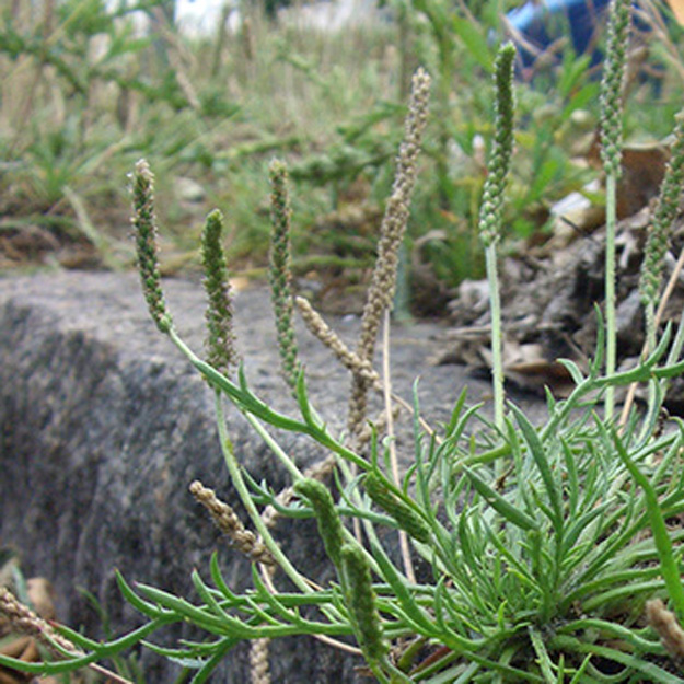 Plantago coronopus - Krähenfuß-Wegerich