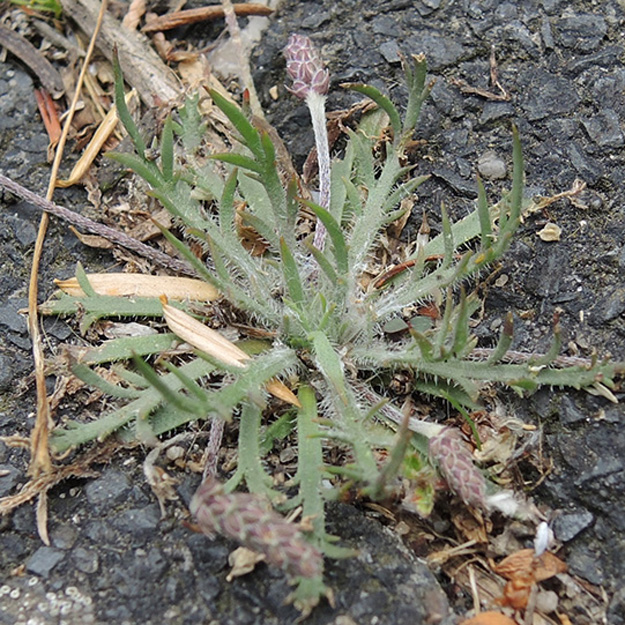 Plantago coronopus - Krähenfuß-Wegerich
