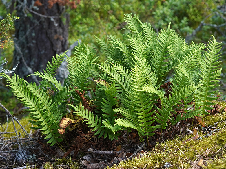 Polypodium vulgare
