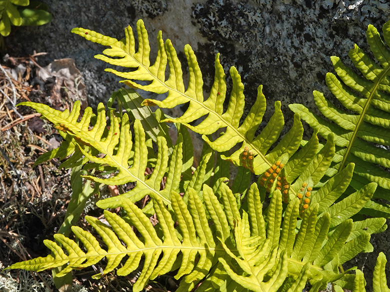 Polypodium vulgare