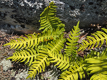 Polypodium vulgare