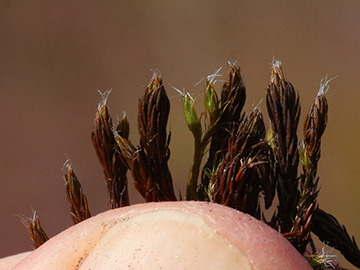 Polytrichum piliferum