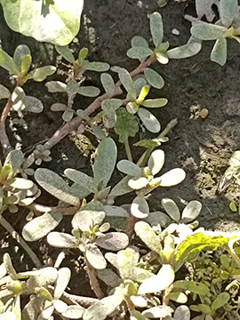 Portulaca oleracea