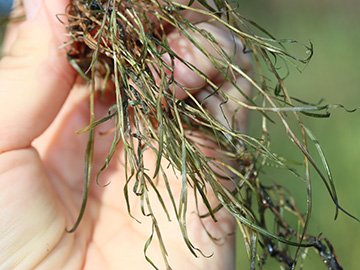 Potamogeton pusillus