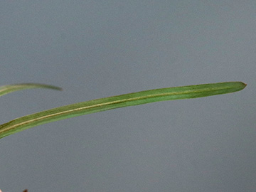 Potamogeton pusillus