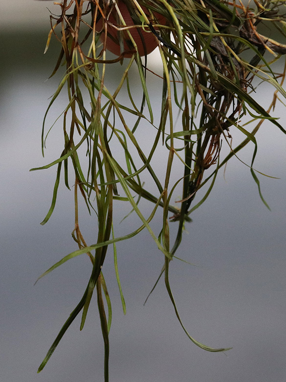 Potamogeton pusillus