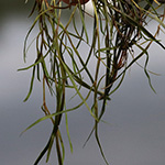 Potamogeton pusillus