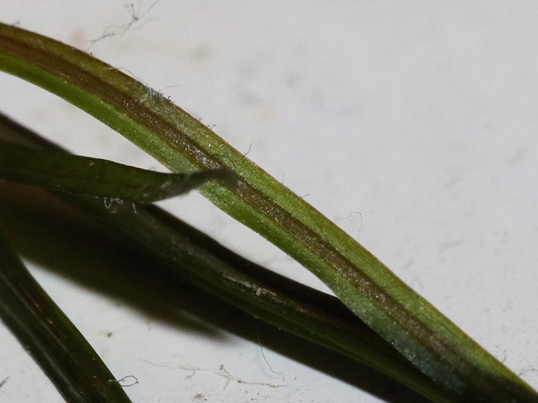 Potamogeton pusillus