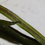 Potamogeton pusillus - Zwerg-Laichkraut