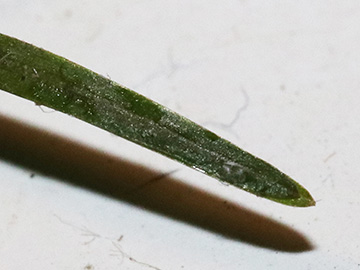 Potamogeton pusillus