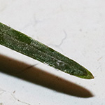Potamogeton pusillus - Zwerg-Laichkraut