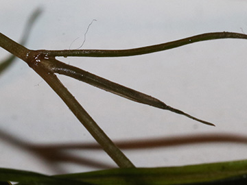 Potamogeton pusillus