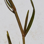 Potamogeton pusillus - Zwerg-Laichkraut