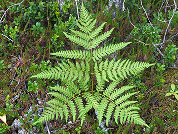 Pteridium aquilinum pinetorum