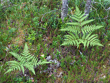 Pteridium quilinum pinetorum