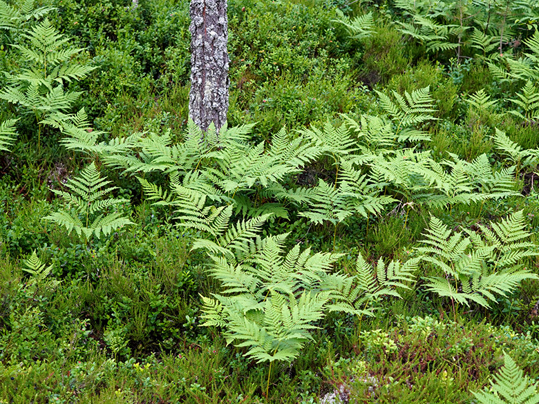 Pteridium aquilinum pinetorum