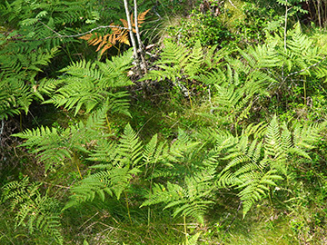 Pteridium aquilinum pinetorum