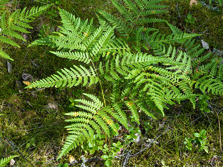 Pteridium aquilinum pinetorum