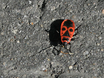 Pyrrhocoris apterus